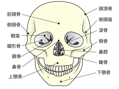 額頭骨相